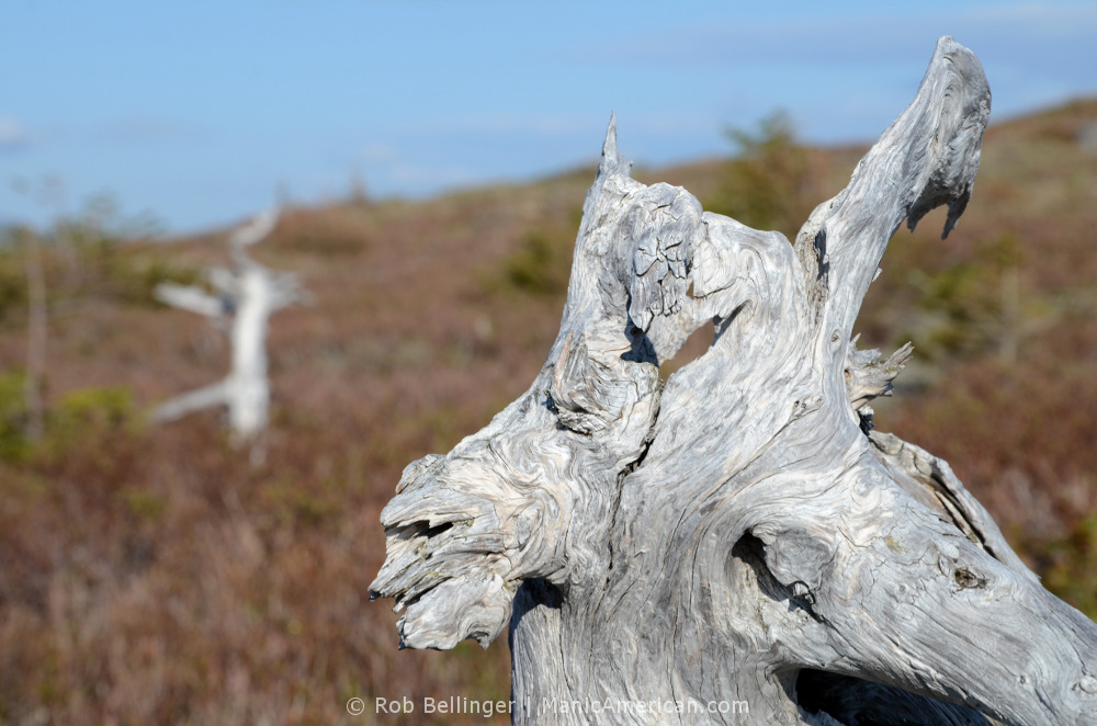 A whitened and weathered tree trunk against a background of brown grass. Gros Morne National Park, Newfoundland.